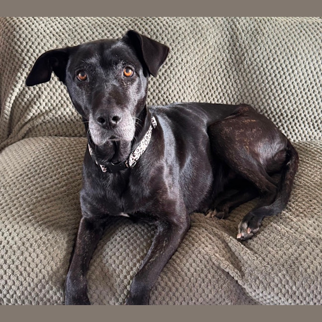 Photo of Lola