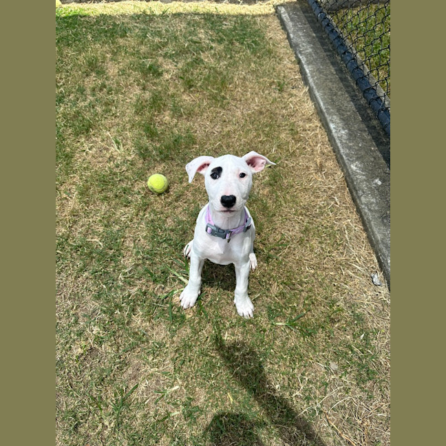 Photo of Sadie 