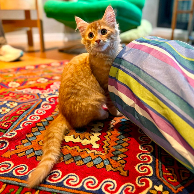 Photo of Salsa   In Foster Care In Brunswick East