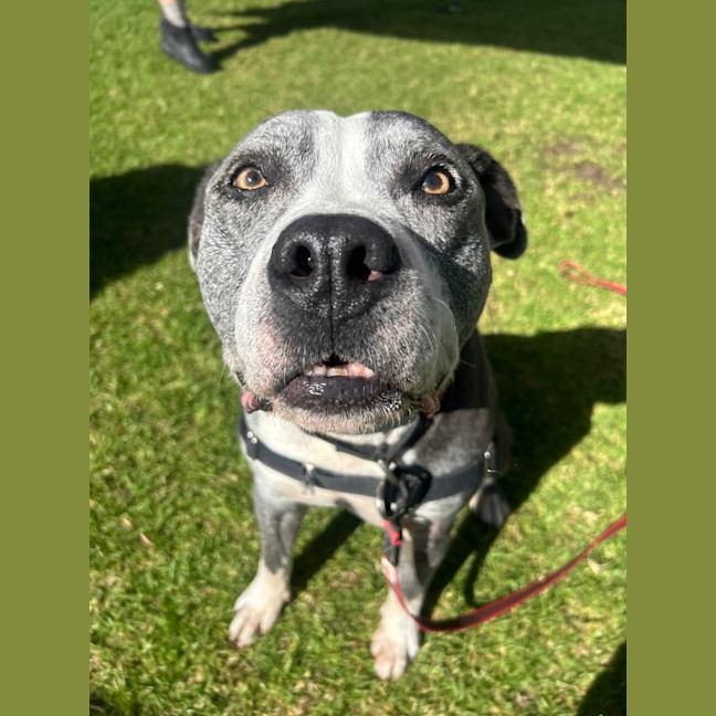Photo of Tank