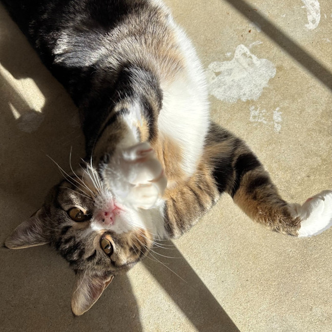 Photo of Pretzel