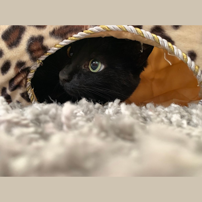 Photo of Nyx