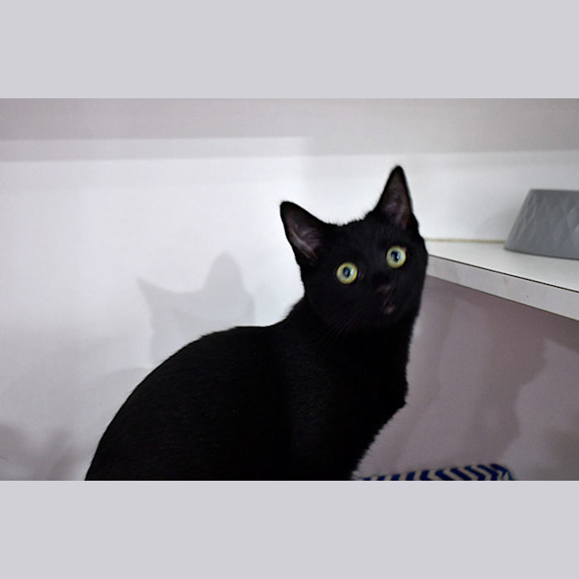 Photo of Pumpkin