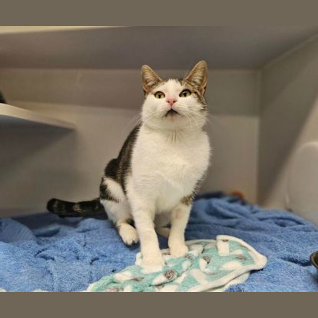 Photo of Miss Patricia Peanut