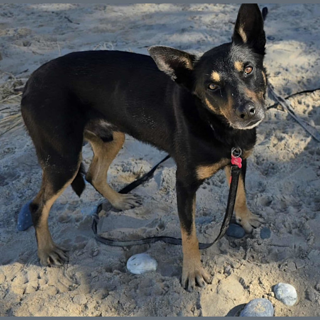 Photo of Jax