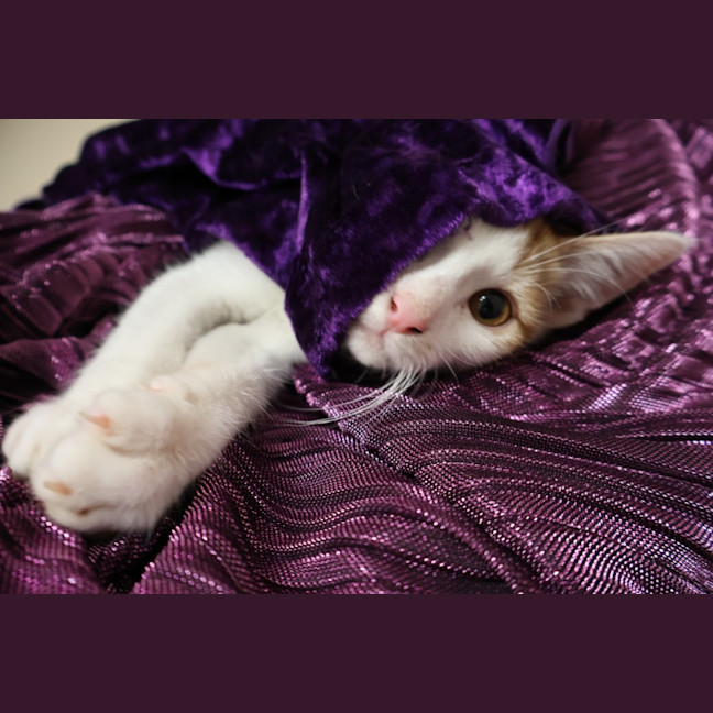 Photo of Mugatu