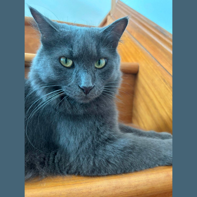 Photo of Piper