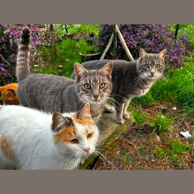 Photo of The Twins Chaffy