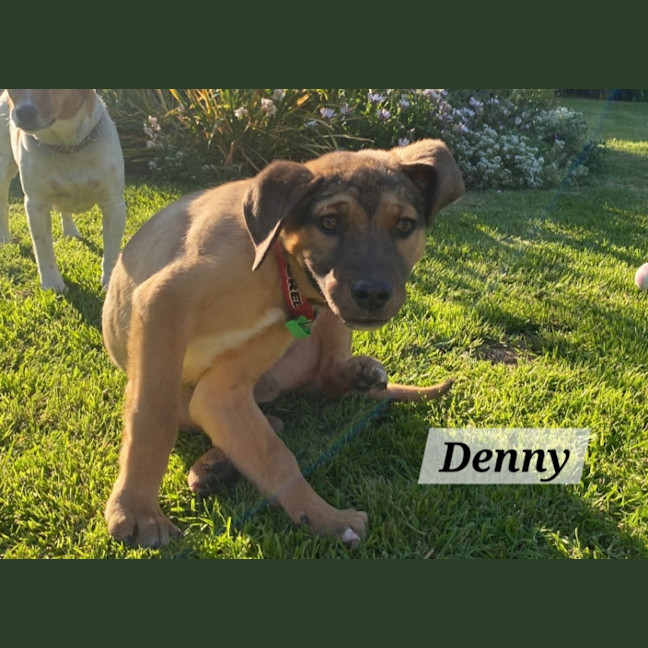 Photo of Denny