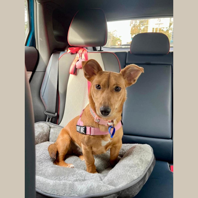 Photo of Honey   9 Month Old Kelpie X Jack Russell 
