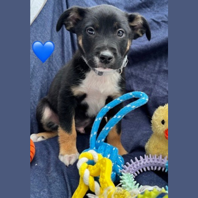 Photo of Scout