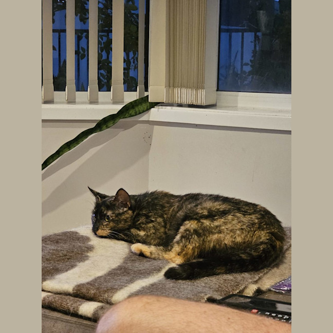 Photo of Jade Crystal