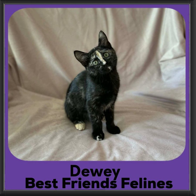 Photo of Dewey