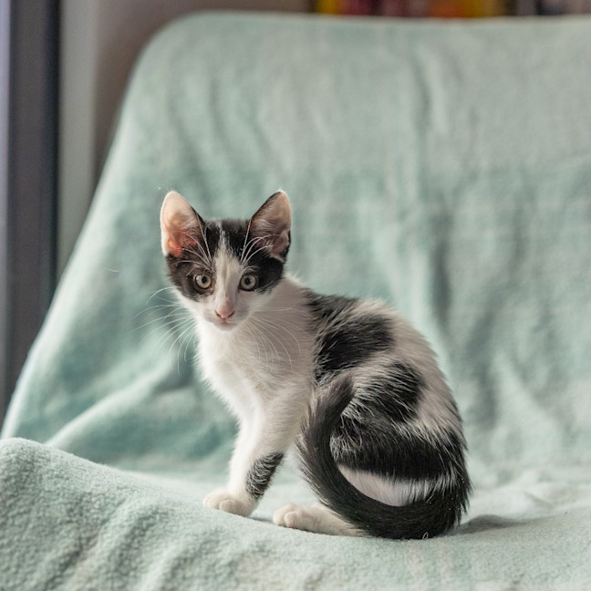 Photo of Finch