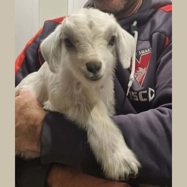 Photo of Marley The Goat