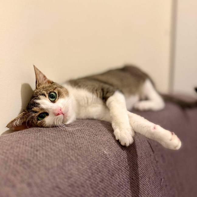 Photo of Cuddles   Located In Rosanna