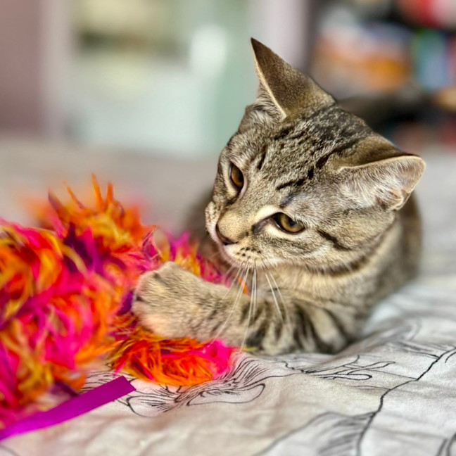 Photo of Lulu   In Foster Care In Templestowe 