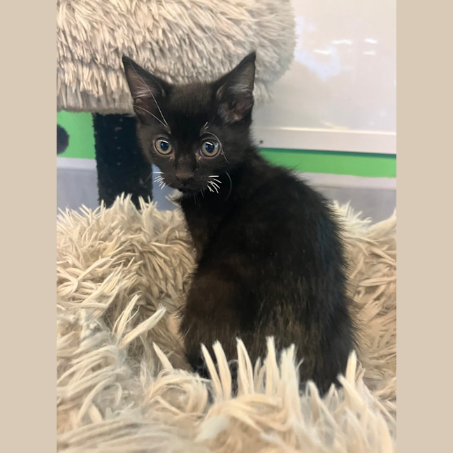 Photo of Bird Brain Mary