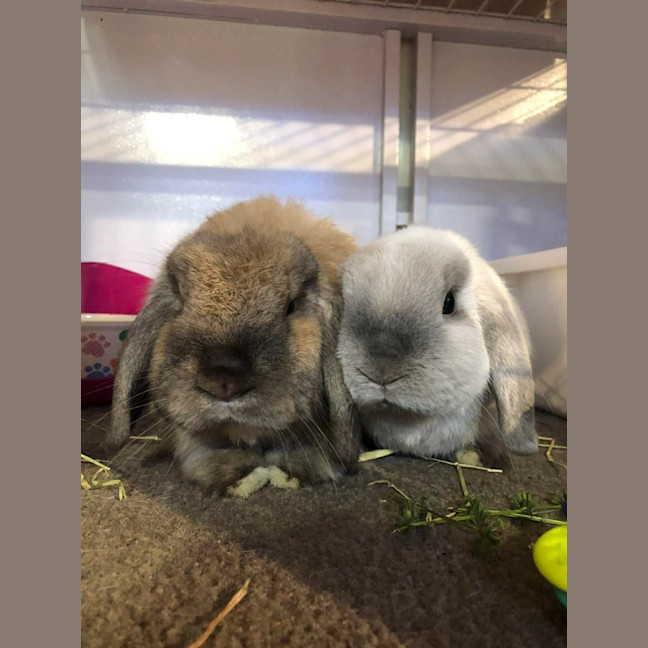 Photo of Caramel And Snowy