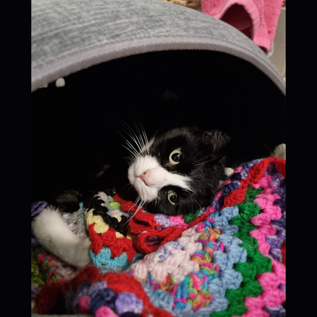 Photo of Benson