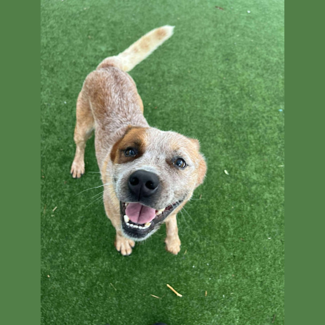 Photo of Bug A Lug Imp 1759