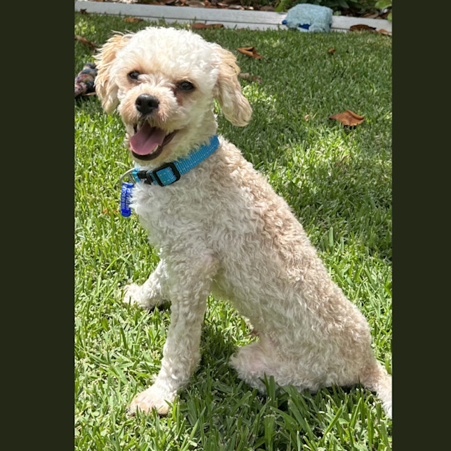 Photo of Cruiser   1 Year Old Cavoodle X