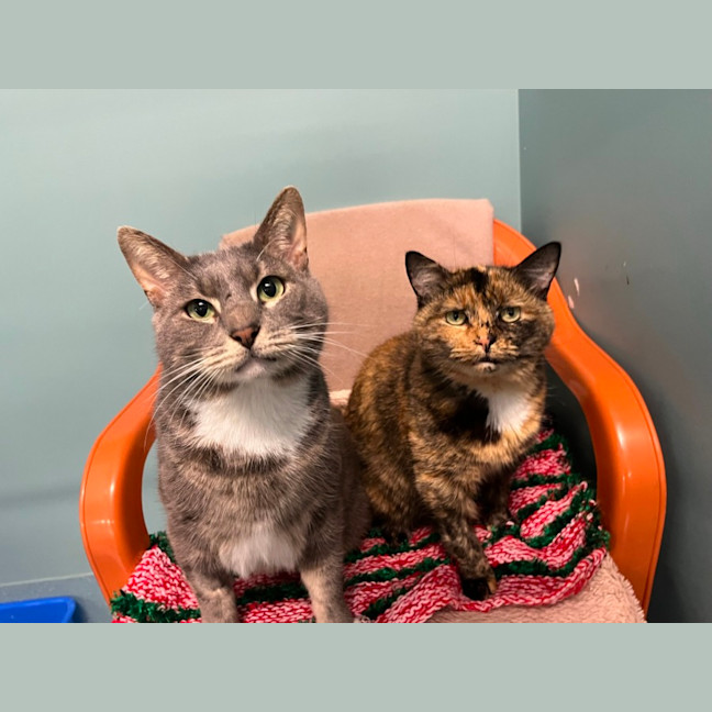 Photo of Charlie And Nala 