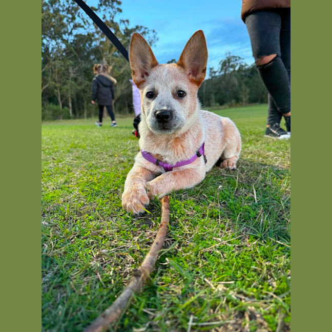 Photo of Pearl