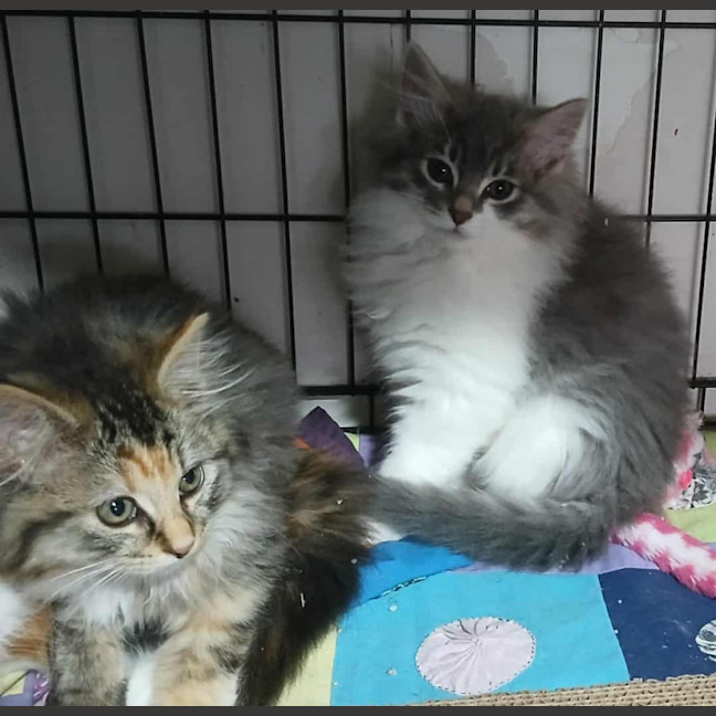 Photo of Sterling * 9 Lives Project Rescue*