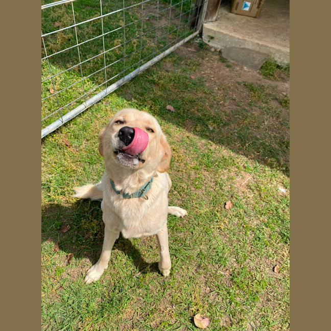Photo of Buddy