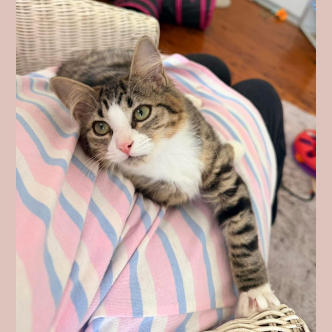 Photo of 💜 Harlequin 💜