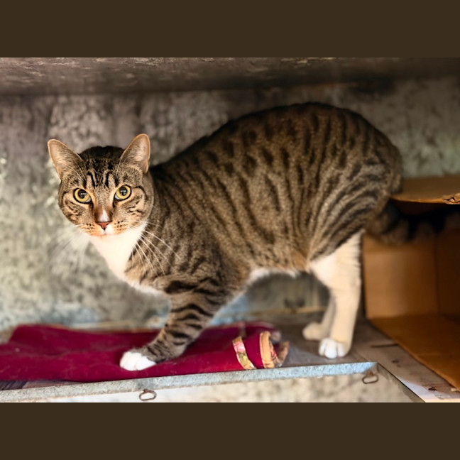 Photo of Oscar