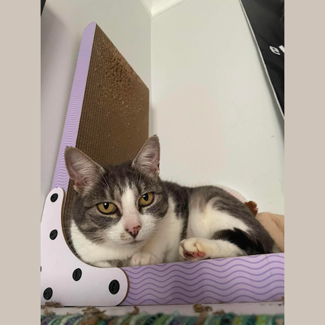 Photo of Belle