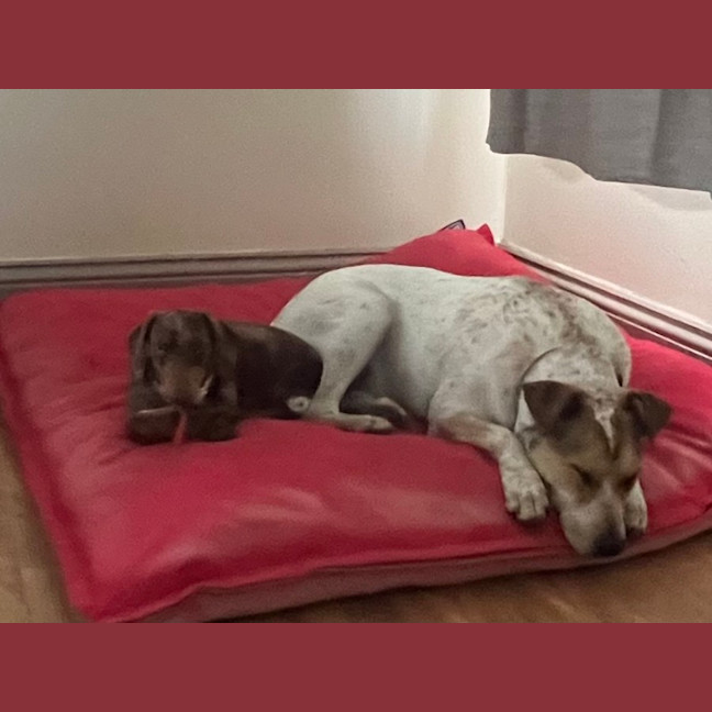 Photo of Winston