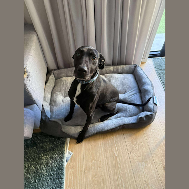Photo of Duke