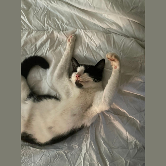 Photo of Suki