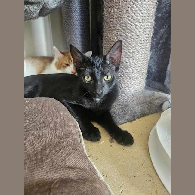Photo of Meowthew