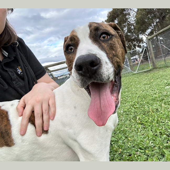 Photo of Buster