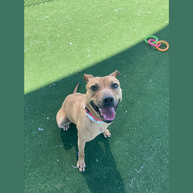 Photo of Almond Imp 1100