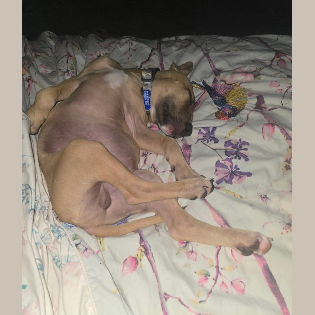 Photo of Loui   10 Week Old Staffy X