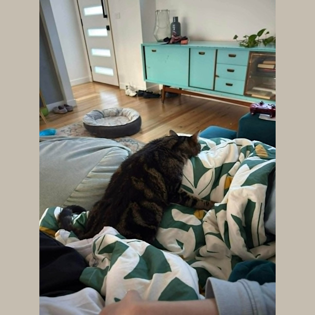 Photo of Kovu *9 Lives Project Rescue*
