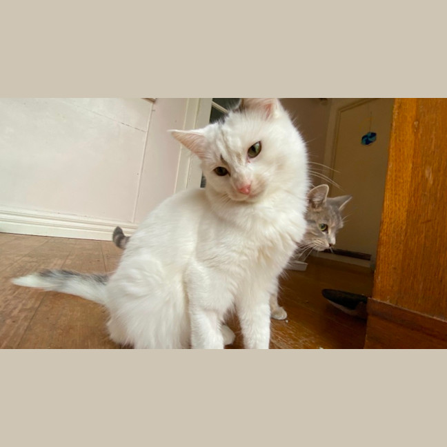 Photo of Nio   In Foster Care In Clayton