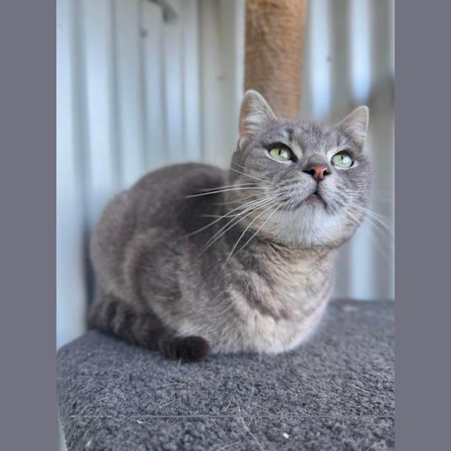 Photo of Sushi Roll