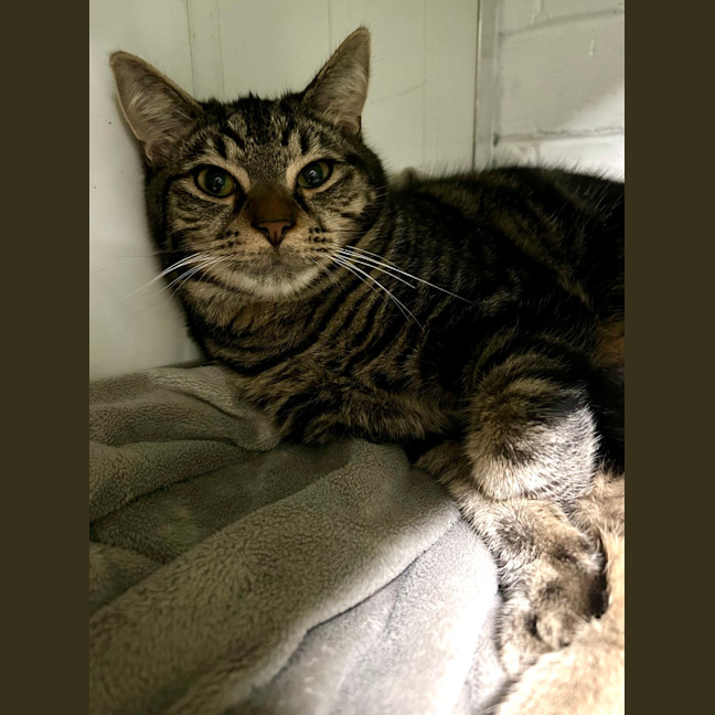 Photo of Tenor