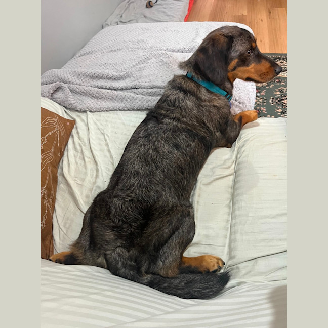 Photo of Slinky   1.5 Year Old Dachshund X Aus Shepherd