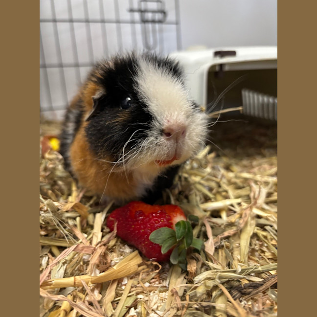 Photo of Sabel Seafox