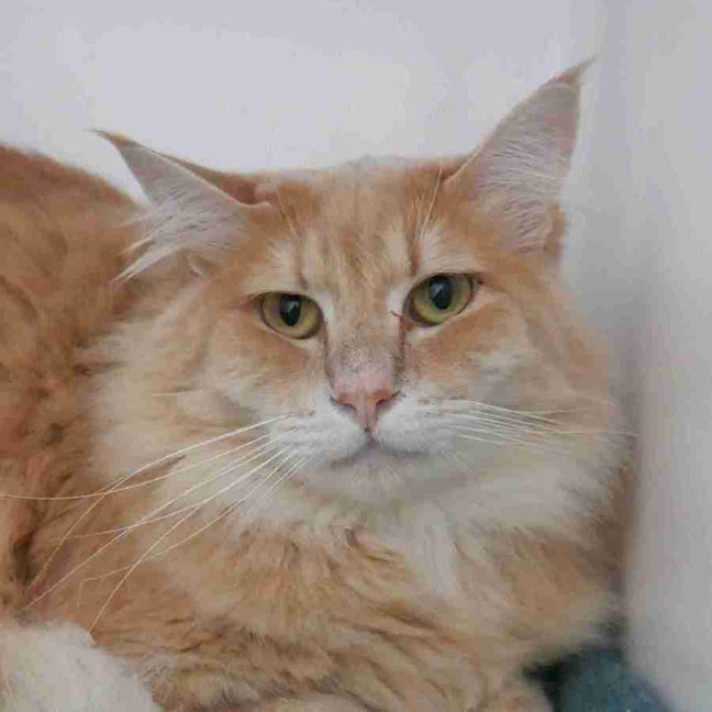 Photo of Nemo Rsta012109