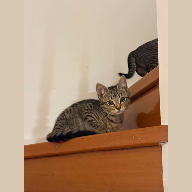 Photo of Chester