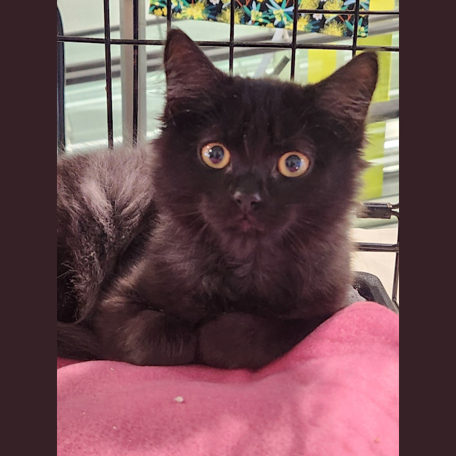 Photo of Luca (In Foster Care In Templestowe)