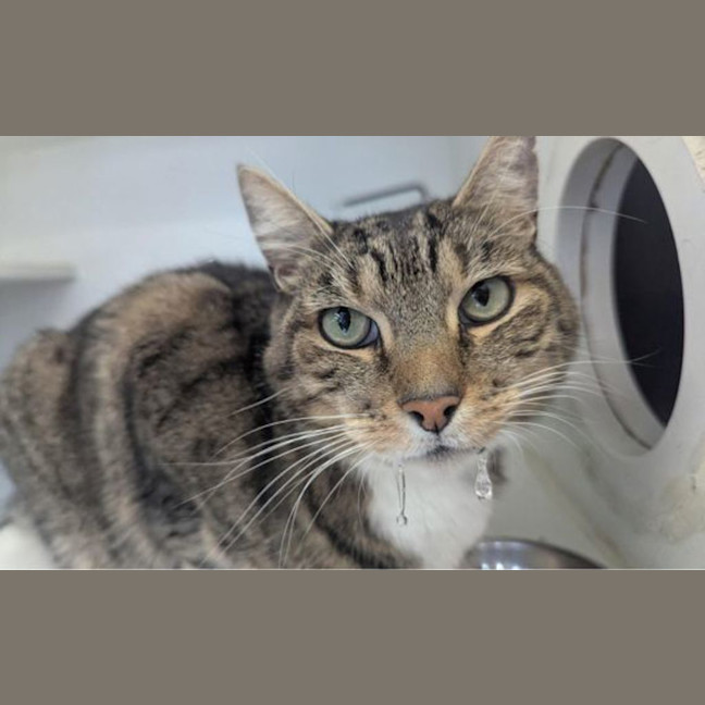 Photo of Asher